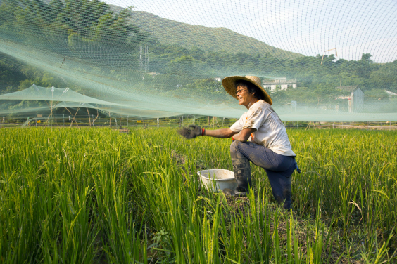 復耕水稻以保護自然生態和文化，並提供體驗式學習